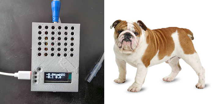 Homemade pressure recorder for insertion into a Bulldog’s trachea