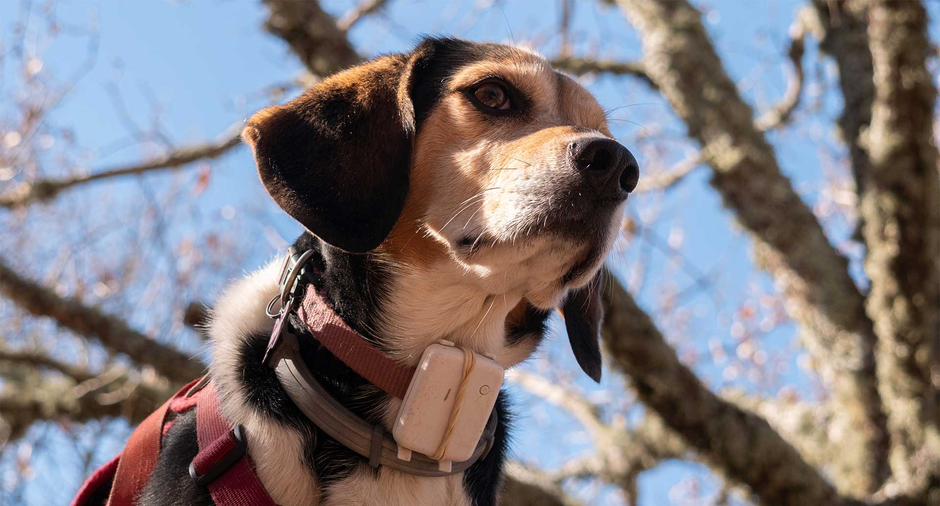 How to make your own GPS dog collar