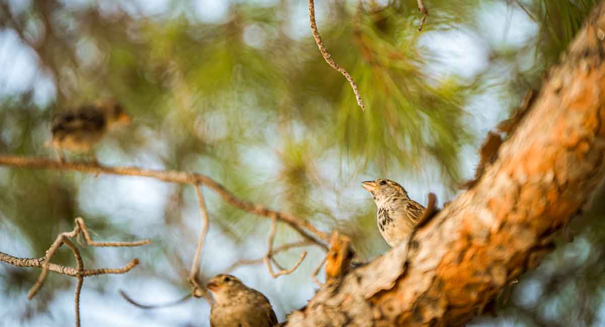 Wyke Farms has announced the launch of 'Birdsong for Biodiversity', a pilot project using AI-powered birdsong analysis to measure biodiversity