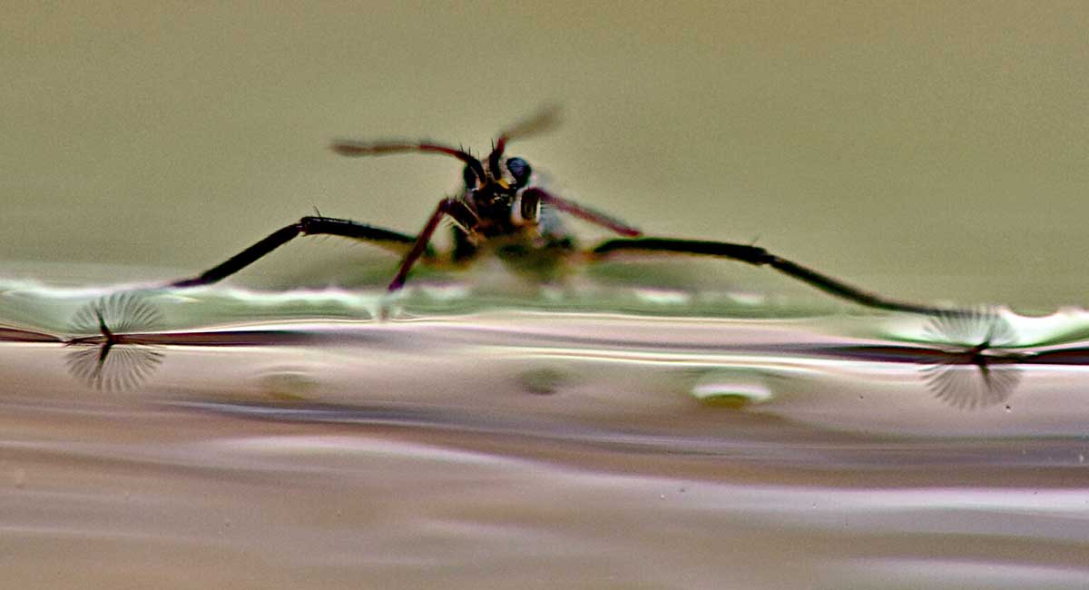 Tiny insect inspires agile water-skimming robot