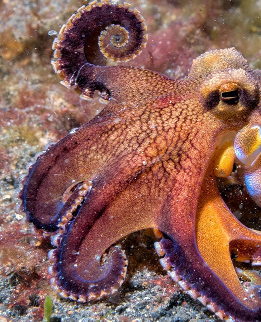 Programmable hydrogel mimics octopus skin