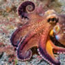 Programmable hydrogel mimics octopus skin