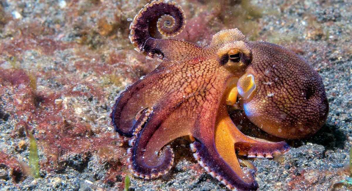 Programmable hydrogel mimics octopus skin