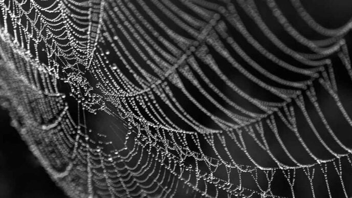 Scientists uncover molecular marvel behind spider silk’s superpowers