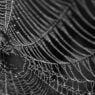 Scientists uncover molecular marvel behind spider silk’s superpowers