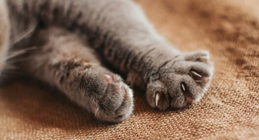 Cutting tactile robot design from months to weeks