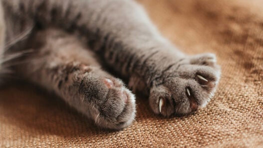 Cutting tactile robot design from months to weeks