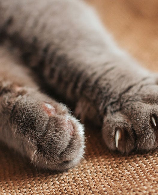 Cutting tactile robot design from months to weeks