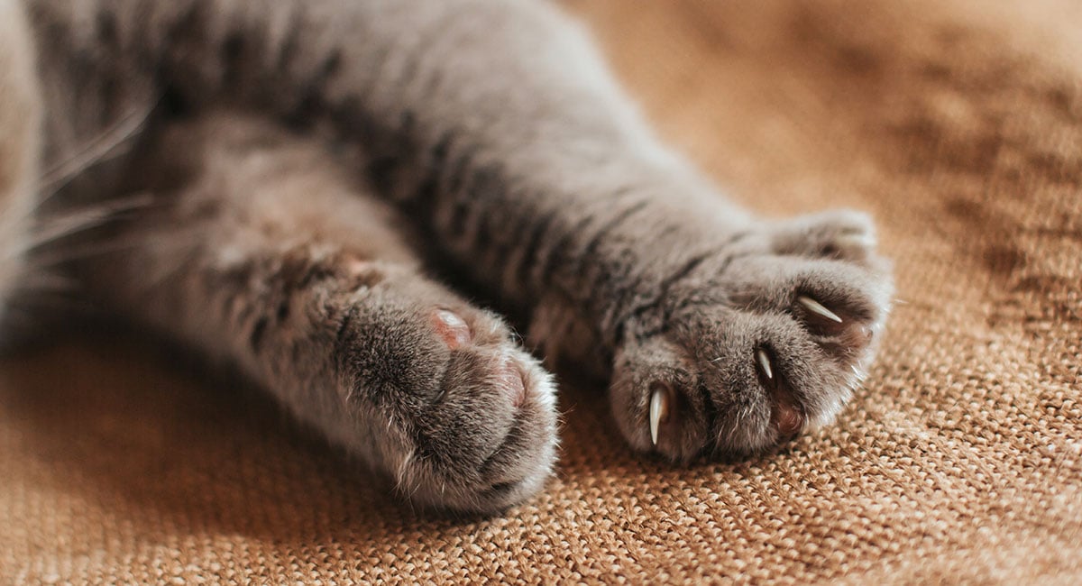 Cutting tactile robot design from months to weeks