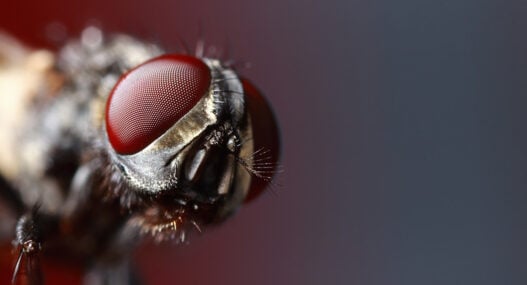 Are your AI systems future-ready? Not if you don't have a bug brain