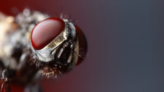 Are your AI systems future-ready? Not if you don't have a bug brain