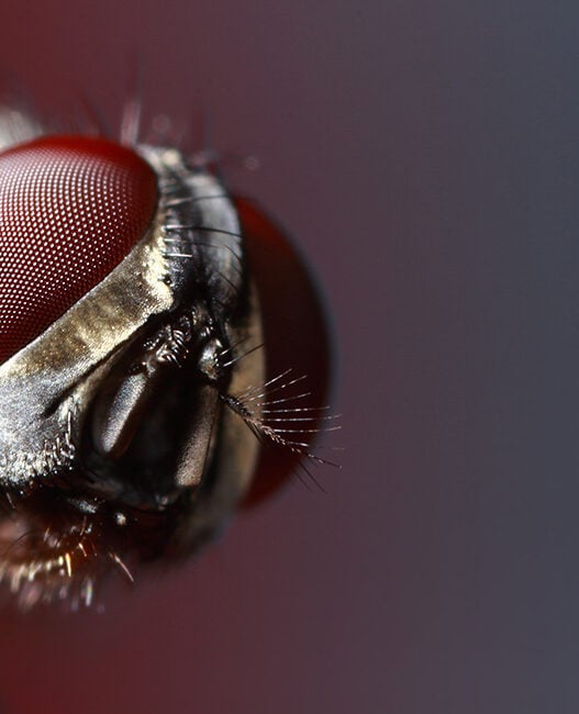 Are your AI systems future-ready? Not if you don't have a bug brain