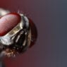 Are your AI systems future-ready? Not if you don't have a bug brain