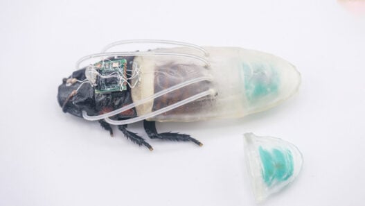 Cyborg cockroaches suit up to dive down into disaster zones