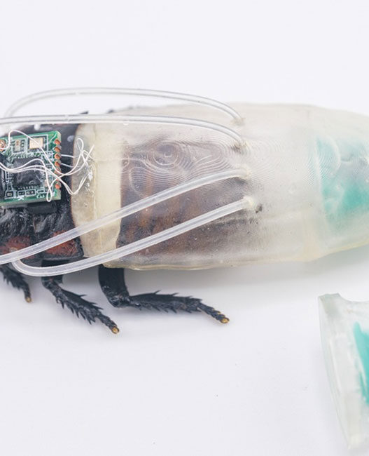 Cyborg cockroaches suit up to dive down into disaster zones