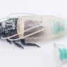 Cyborg cockroaches suit up to dive down into disaster zones
