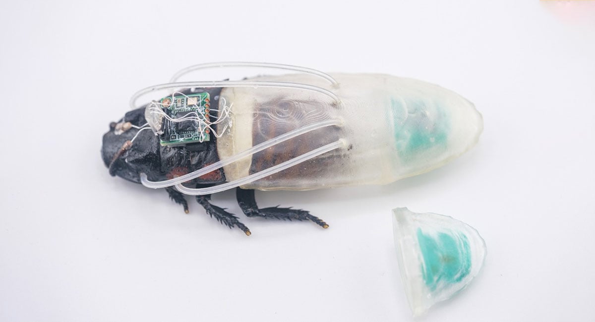Cyborg cockroaches suit up to dive down into disaster zones