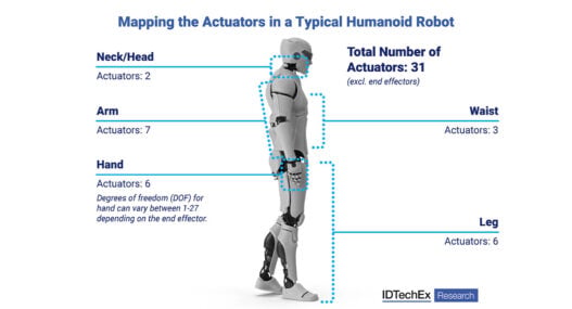 The muscles behind humanoid motion