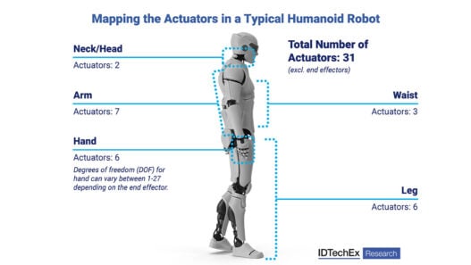 The muscles behind humanoid motion