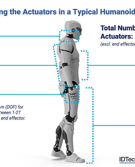 The muscles behind humanoid motion