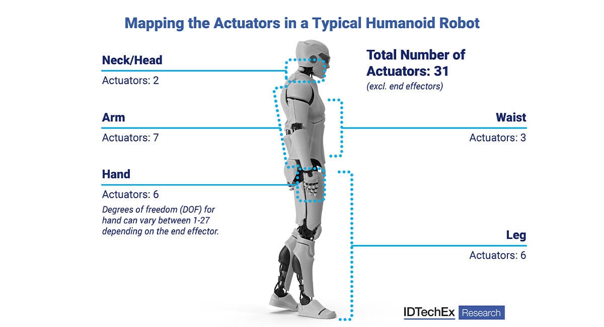 The muscles behind humanoid motion