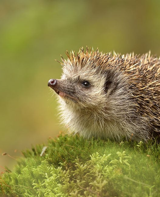 How can technology save hedgehogs?
