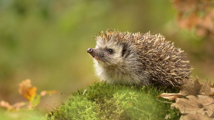 How can technology save hedgehogs?