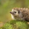 How can technology save hedgehogs?