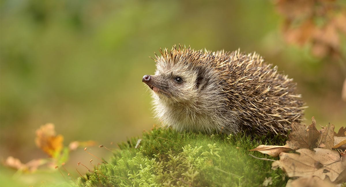 How can technology save hedgehogs?